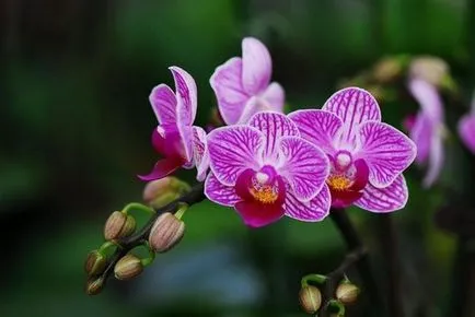 Orchid разцъфна - какво да правя със стрелка, LS