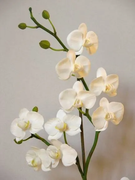 Orchid - Phalaenopsis - полимерна глина