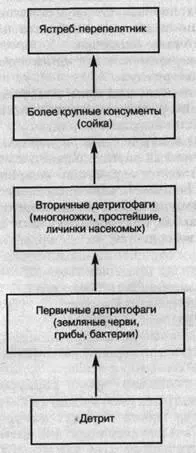 Relațiile de organisme în ecosisteme - studopediya