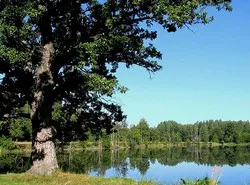 Pihenjen a Bialowieza erdő, szállodák és túrák