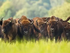 Relaxați-vă în Pădurea Bialowieza, hoteluri și tururi