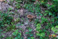 A turizmus a hasznos teljesítmény a Bialowieza erdő