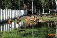 A turizmus a hasznos teljesítmény a Bialowieza erdő