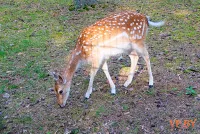 A turizmus a hasznos teljesítmény a Bialowieza erdő