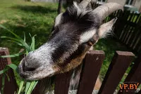 A turizmus a hasznos teljesítmény a Bialowieza erdő