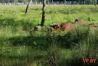 A turizmus a hasznos teljesítmény a Bialowieza erdő