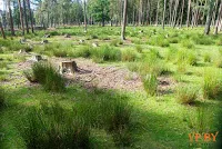 A turizmus a hasznos teljesítmény a Bialowieza erdő