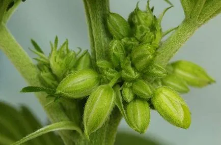 A termesztés kendermagot saját (Tippek kezdőknek) - minden kender termesztés, vetőmag