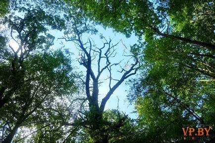 A turizmus a hasznos teljesítmény a Bialowieza erdő