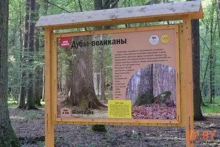 A turizmus a hasznos teljesítmény a Bialowieza erdő