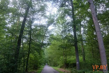 A turizmus a hasznos teljesítmény a Bialowieza erdő