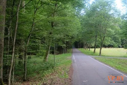 A turizmus a hasznos teljesítmény a Bialowieza erdő