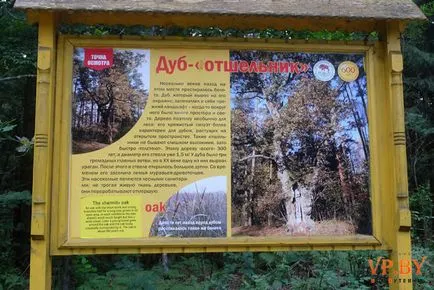 A turizmus a hasznos teljesítmény a Bialowieza erdő