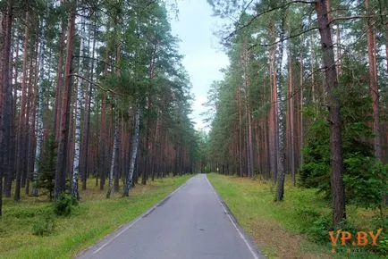 A turizmus a hasznos teljesítmény a Bialowieza erdő