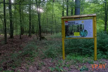 A turizmus a hasznos teljesítmény a Bialowieza erdő