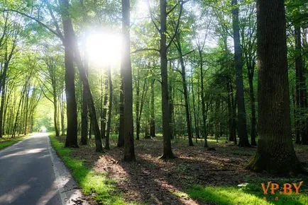 A turizmus a hasznos teljesítmény a Bialowieza erdő