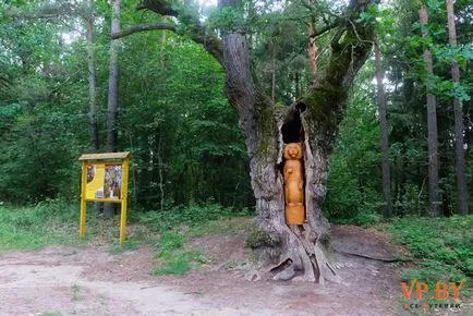 A turizmus a hasznos teljesítmény a Bialowieza erdő