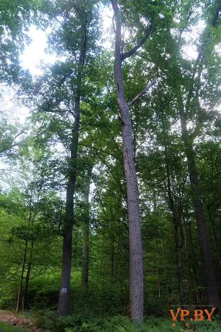 A turizmus a hasznos teljesítmény a Bialowieza erdő