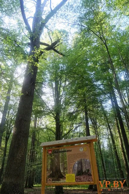 A turizmus a hasznos teljesítmény a Bialowieza erdő