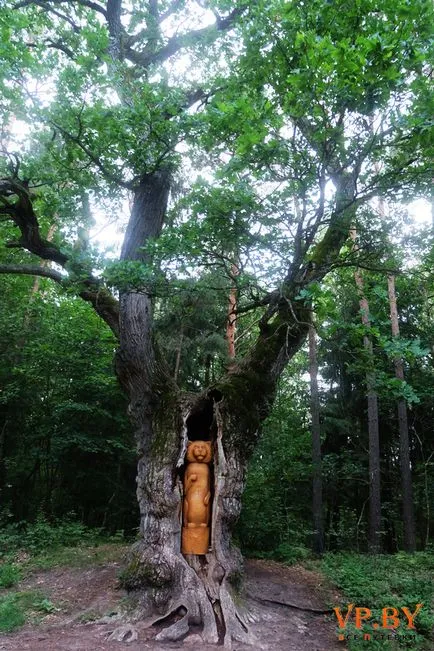 A turizmus a hasznos teljesítmény a Bialowieza erdő