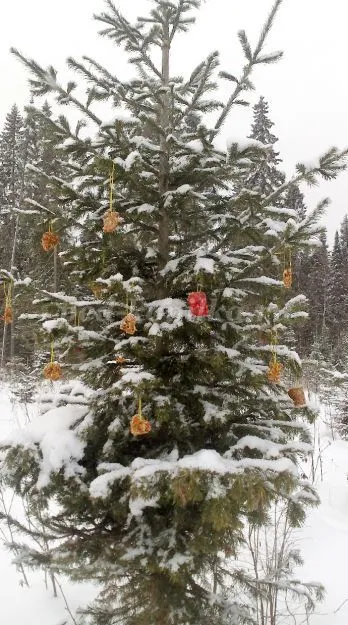 Kekszek madarak zselatin