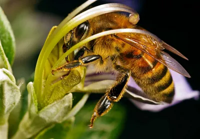 polen de albine pentru sanatate si frumusete, succes cu Neways