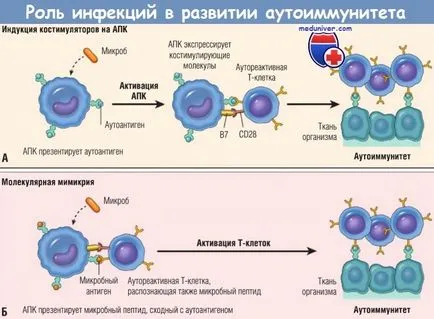 Pathogenesis (mechanizmus) Autoimmunitás