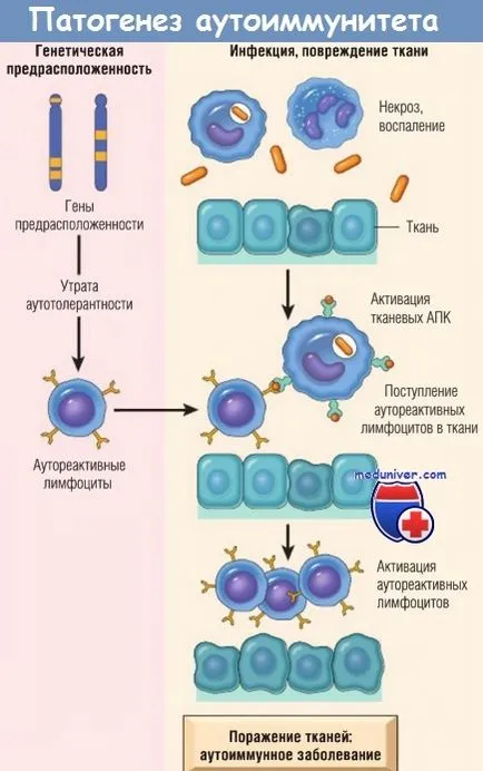 Pathogenesis (mechanizmus) Autoimmunitás