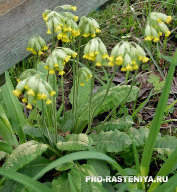 Primula Officinalis