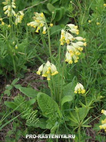 Primula officinalis