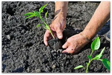 plantarea Pepper și în creștere