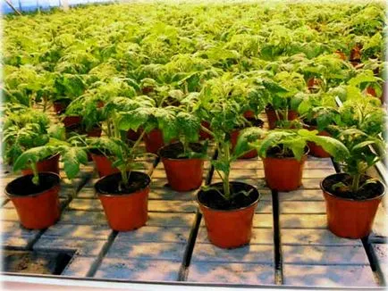 In timpul sezonului de creștere și rodirea de tomate