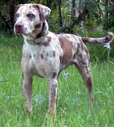 tauri Pit și culoare Merle (Merle) - American Kennel Pit Bull Terrier - luptator curajos