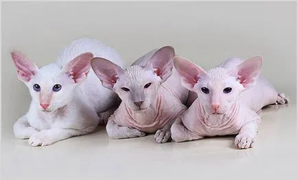 Peterbald (Petersburg Sphynx) fényképek, videók, ár, karakter, fajta leírás