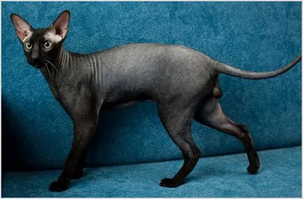 Peterbald (Petersburg Sphynx) fényképek, videók, ár, karakter, fajta leírás