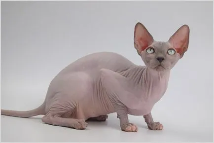 Peterbald (Petersburg Sphynx) fényképek, videók, ár, karakter, fajta leírás