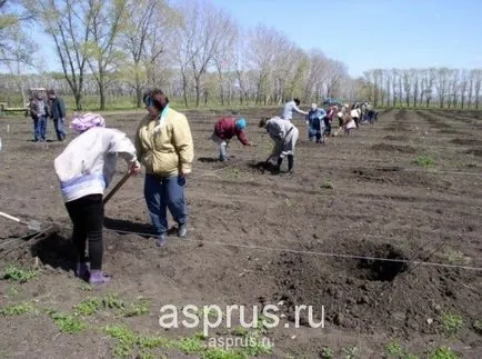 Valoarea nutritivă și caracteristicile agronomice de cultivare de pere, appyapm