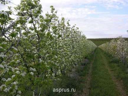 Valoarea nutritivă și caracteristicile agronomice de cultivare de pere, appyapm