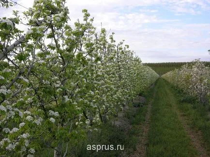 Хранителната стойност и агрономически характеристики на отглеждане на круши, appyapm