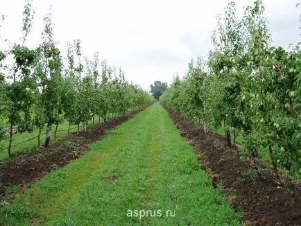 Хранителната стойност и агрономически характеристики на отглеждане на круши, appyapm