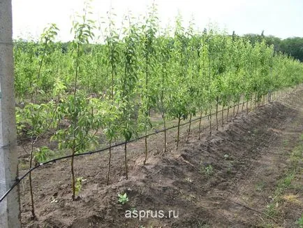 Хранителната стойност и агрономически характеристики на отглеждане на круши, appyapm