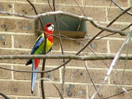 tarka Rosella