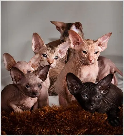 Peterbald (Petersburg Sphynx) fényképek, videók, ár, karakter, fajta leírás