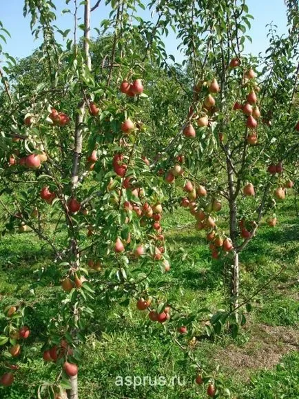 Valoarea nutritivă și caracteristicile agronomice de cultivare de pere, appyapm