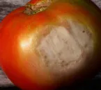 Плодовете на домати стават черни, се спука, не се червя