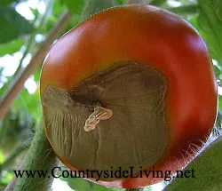 Fructele de tomate rândul său negru, izbucni, nu fard de obraz