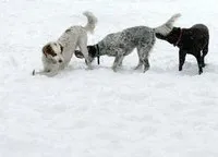 De ce nu atrage animalele fără stăpân