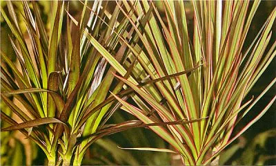 Miért levelek sárgulnak a dracaena, hogy mit lehet csinálni otthon, hogy érdekel