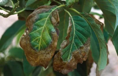 Miért avokádó száraz levelek hegyénél, amelyek több betegség
