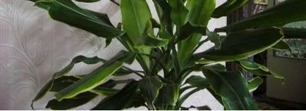 De ce frunzele curl Dracaena